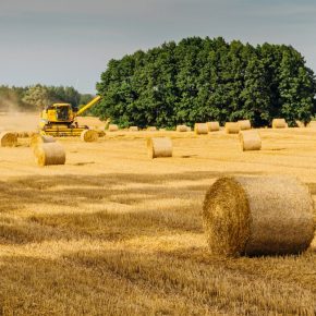 agriculture_country_countryside_cropland_crops_daytime_farm_farming-1512951