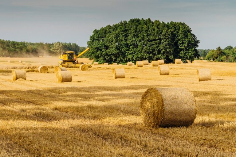 agriculture_country_countryside_cropland_crops_daytime_farm_farming-1512951